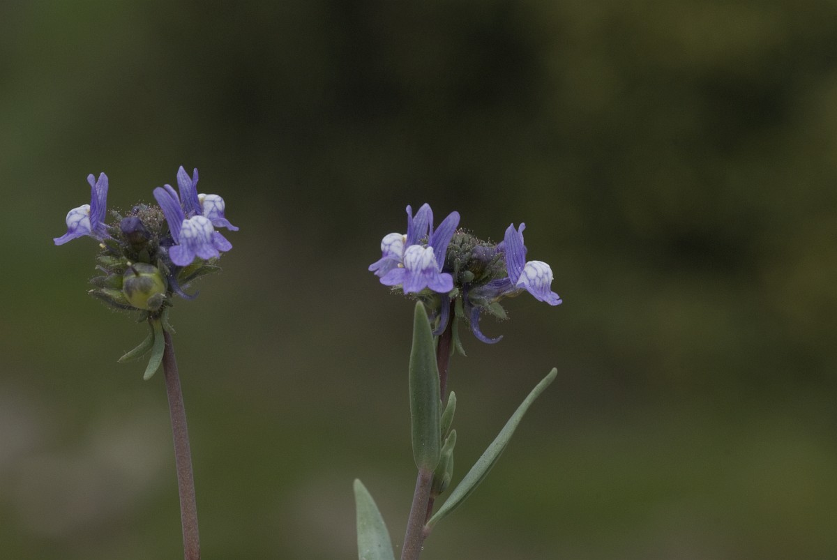 Linaria arvensis